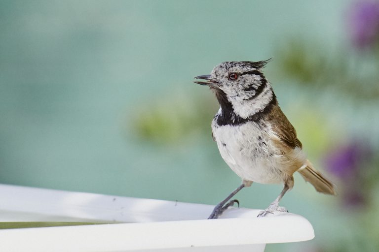 Lophophanes cristatus - Herrerillo capuchino