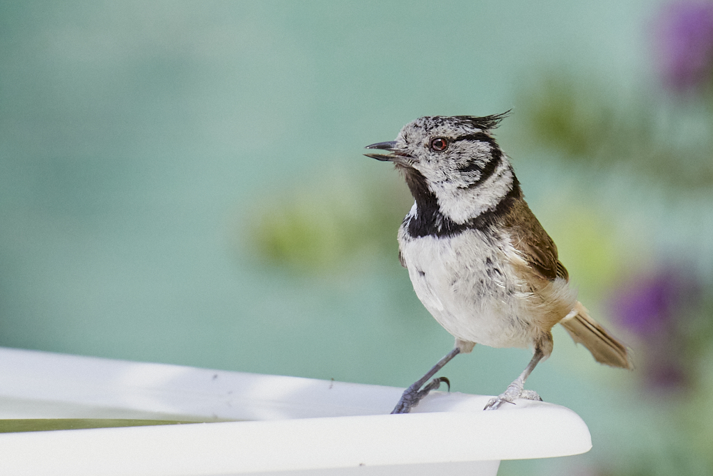 Lophophanes cristatus - Herrerillo capuchino