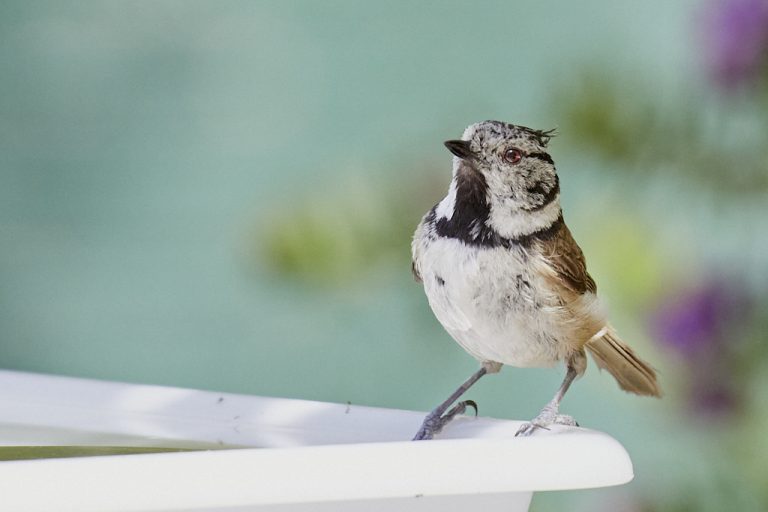 Lophophanes cristatus - Herrerillo capuchino