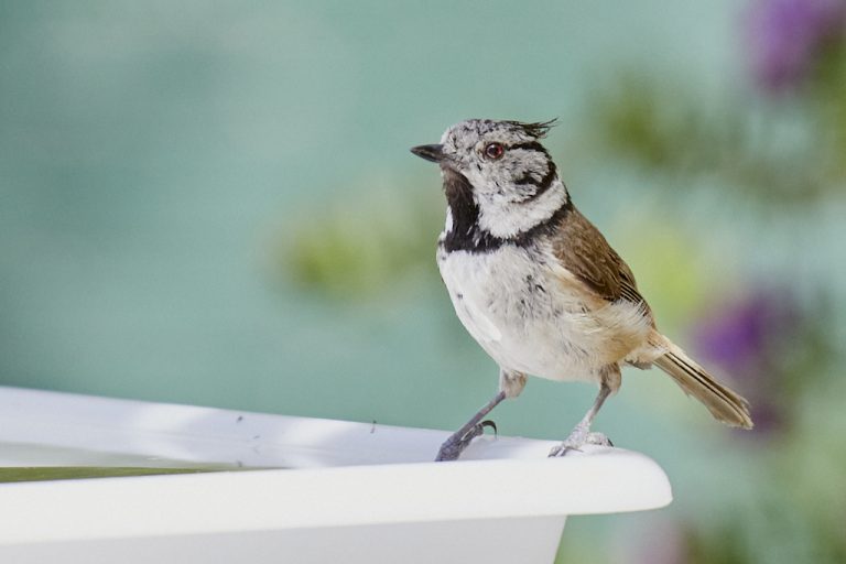 Lophophanes cristatus - Herrerillo capuchino