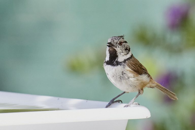 Lophophanes cristatus - Herrerillo capuchino