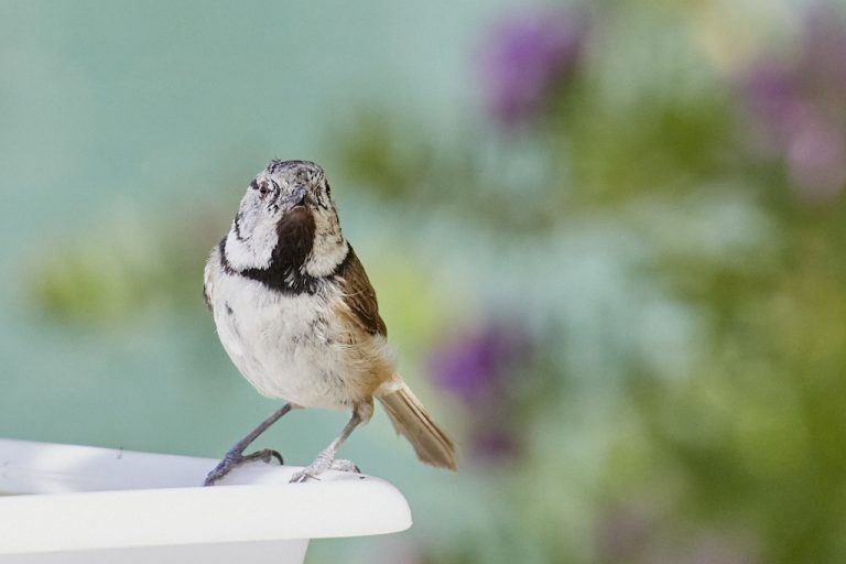 Lophophanes cristatus - Herrerillo capuchino