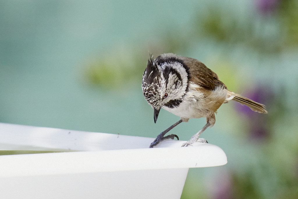 Lophophanes cristatus - Herrerillo capuchino