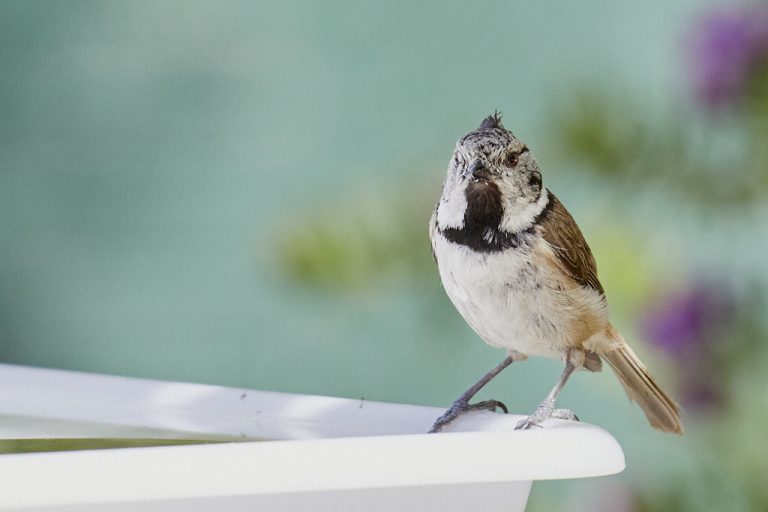 Lophophanes cristatus - Herrerillo capuchino