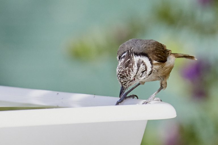 Lophophanes cristatus - Herrerillo capuchino