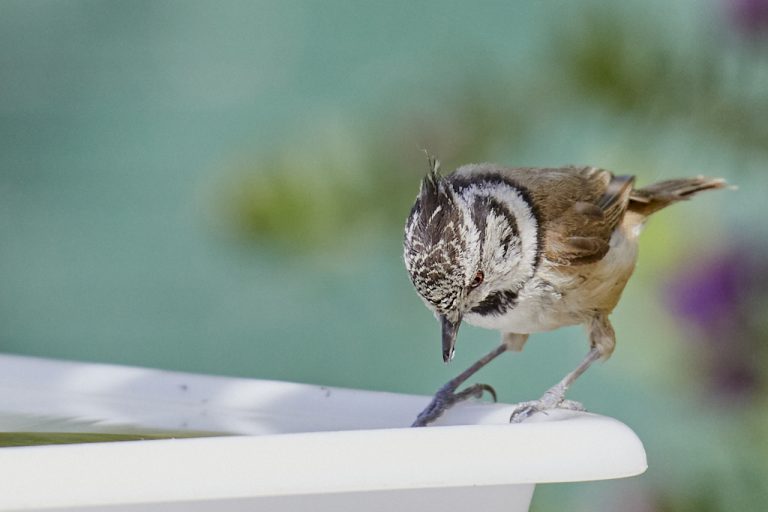 Lophophanes cristatus - Herrerillo capuchino