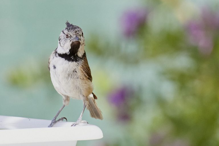 Lophophanes cristatus - Herrerillo capuchino