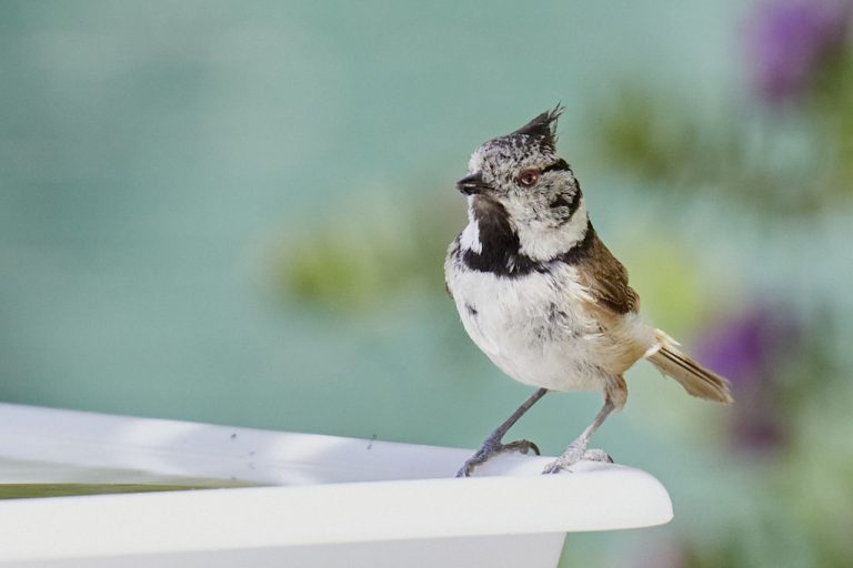 Lophophanes cristatus - Herrerillo capuchino