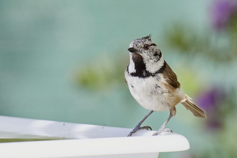 Lophophanes cristatus - Herrerillo capuchino