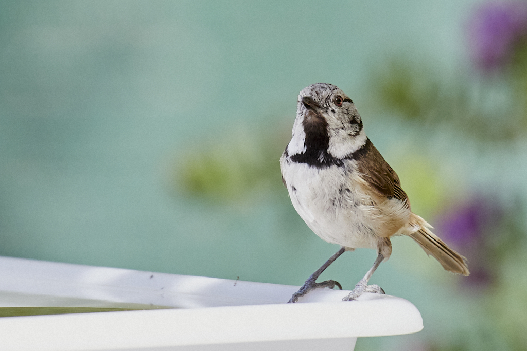 Lophophanes cristatus - Herrerillo capuchino