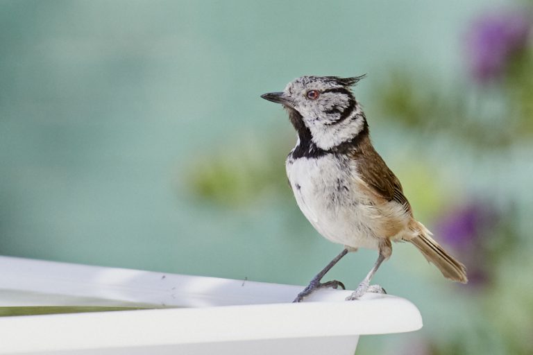 Lophophanes cristatus - Herrerillo capuchino