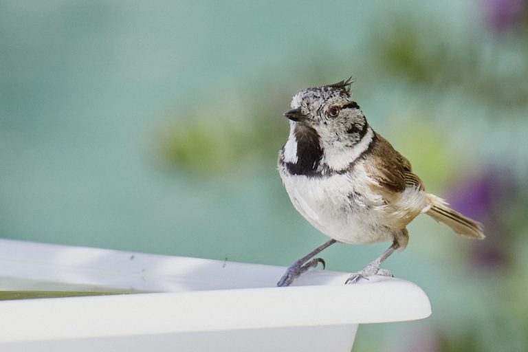 Lophophanes cristatus - Herrerillo capuchino