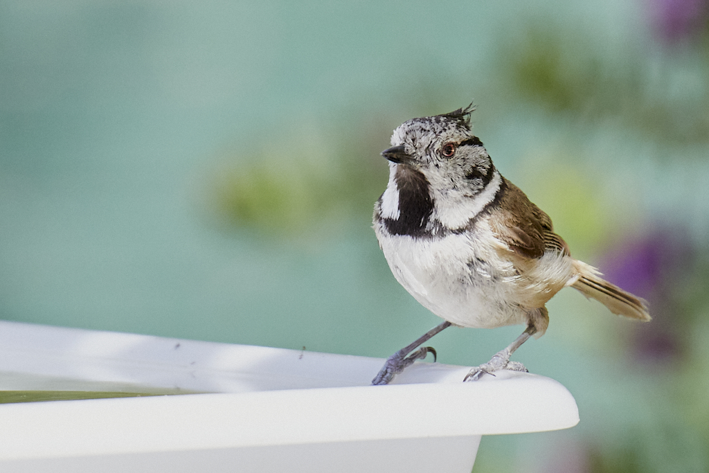 Lophophanes cristatus - Herrerillo capuchino