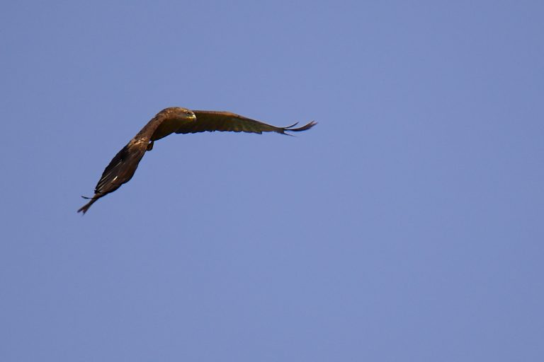 Buteo buteo - Busardo ratonero