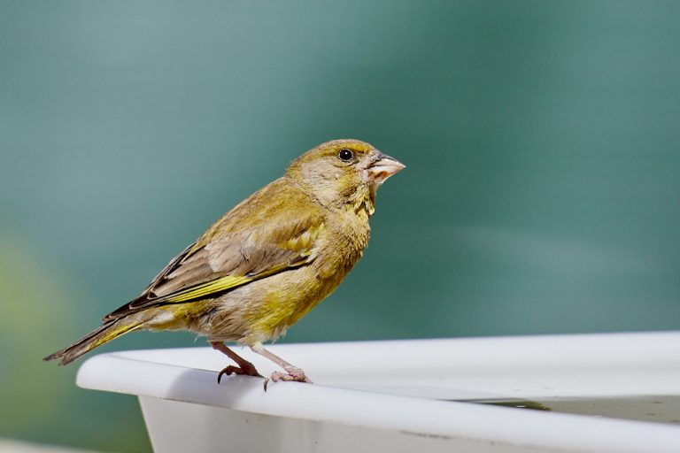 Chloris chloris - Verderón común