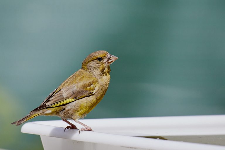 Chloris chloris - Verderón común