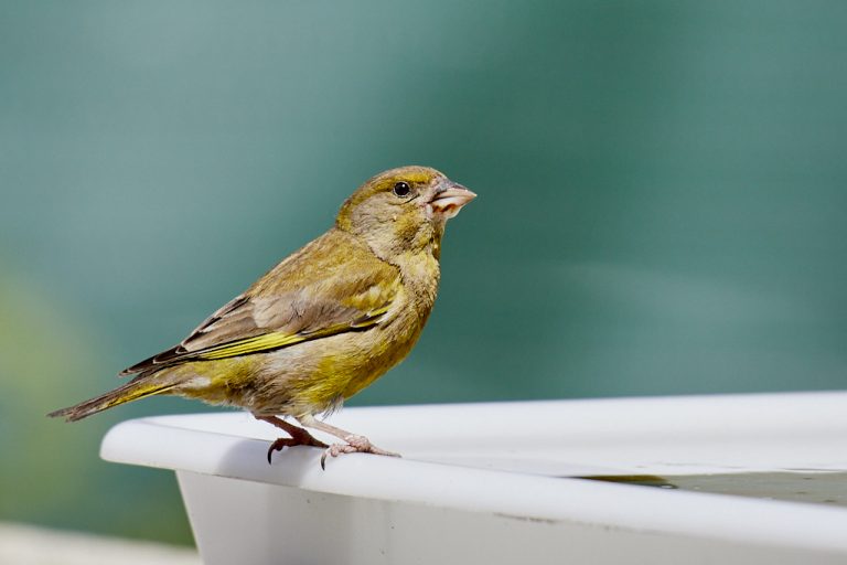 Chloris chloris - Verderón común