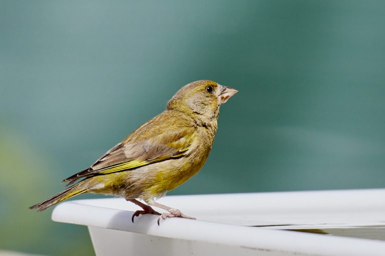 Chloris chloris - Verderón común