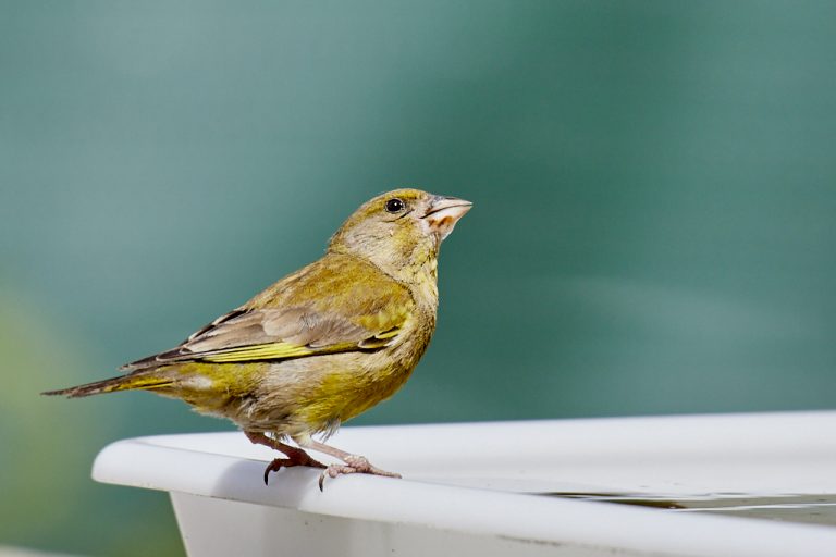 Chloris chloris - Verderón común