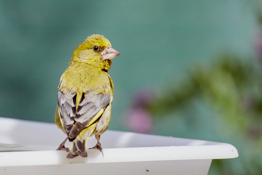 Chloris chloris - Verderón común