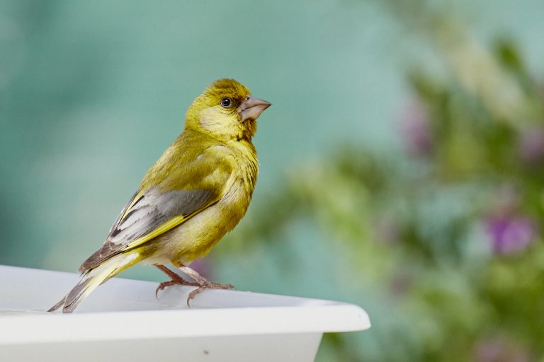 Chloris chloris - Verderón común