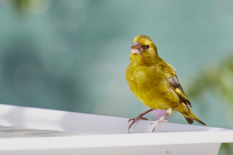 Chloris chloris - Verderón común