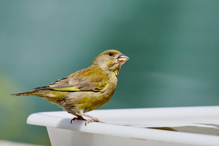 Chloris chloris - Verderón común