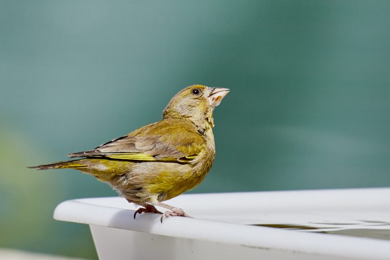 Chloris chloris - Verderón común