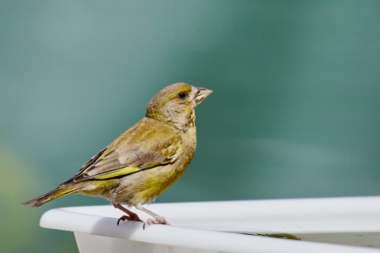 Chloris chloris - Verderón común