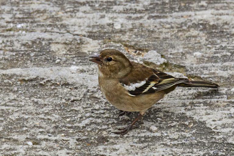 Fringilla coelebs - Pinzón vulgar