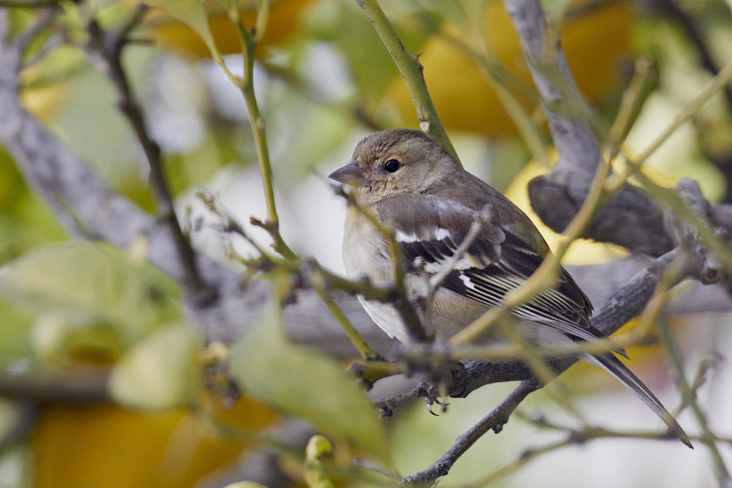 Fringilla coelebs - Pinzón vulgar