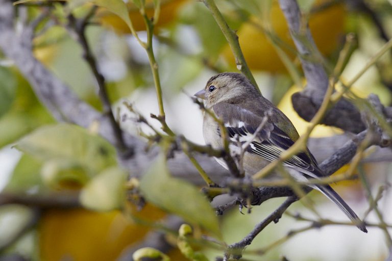 Fringilla coelebs - Pinzón vulgar