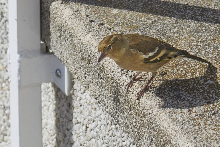 Fringilla coelebs - Pinzón vulgar