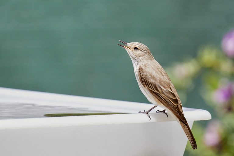 Muscicapa striata - Papamoscas gris