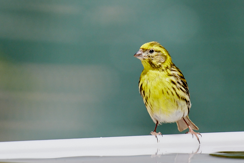 Serinus serinus - Serín verdecillo