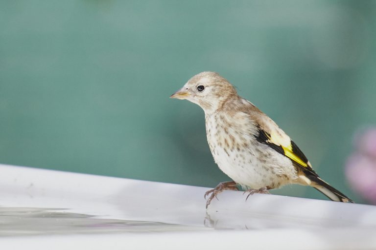 Carduelis carduelis - Jilguero