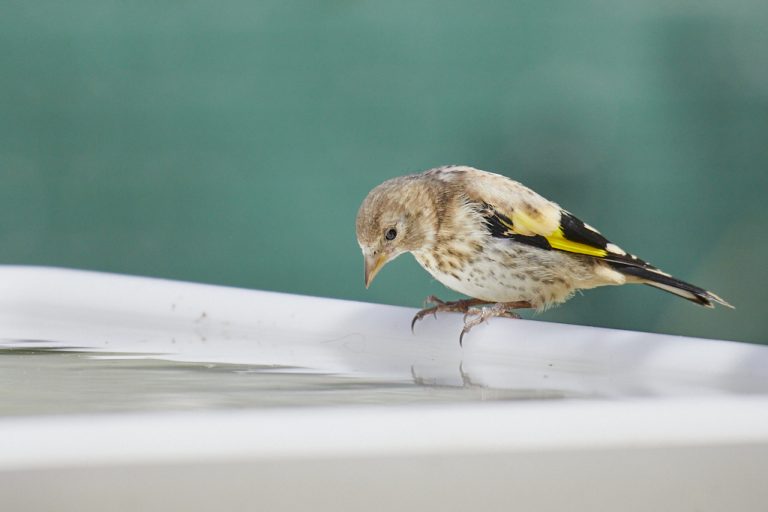 Carduelis carduelis - Jilguero