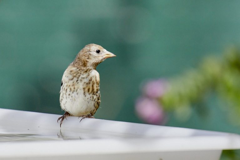 Carduelis carduelis - Jilguero