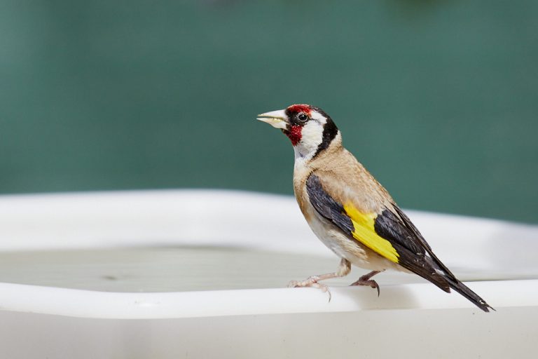 Carduelis carduelis - Jilguero