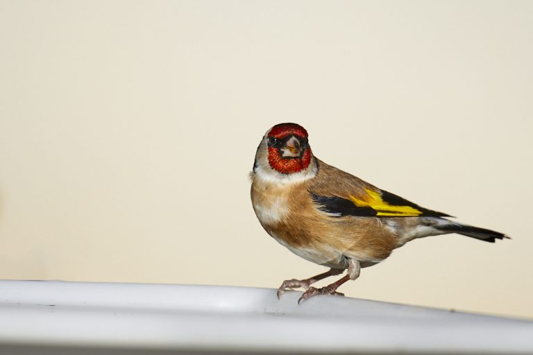 Carduelis carduelis - Jilguero