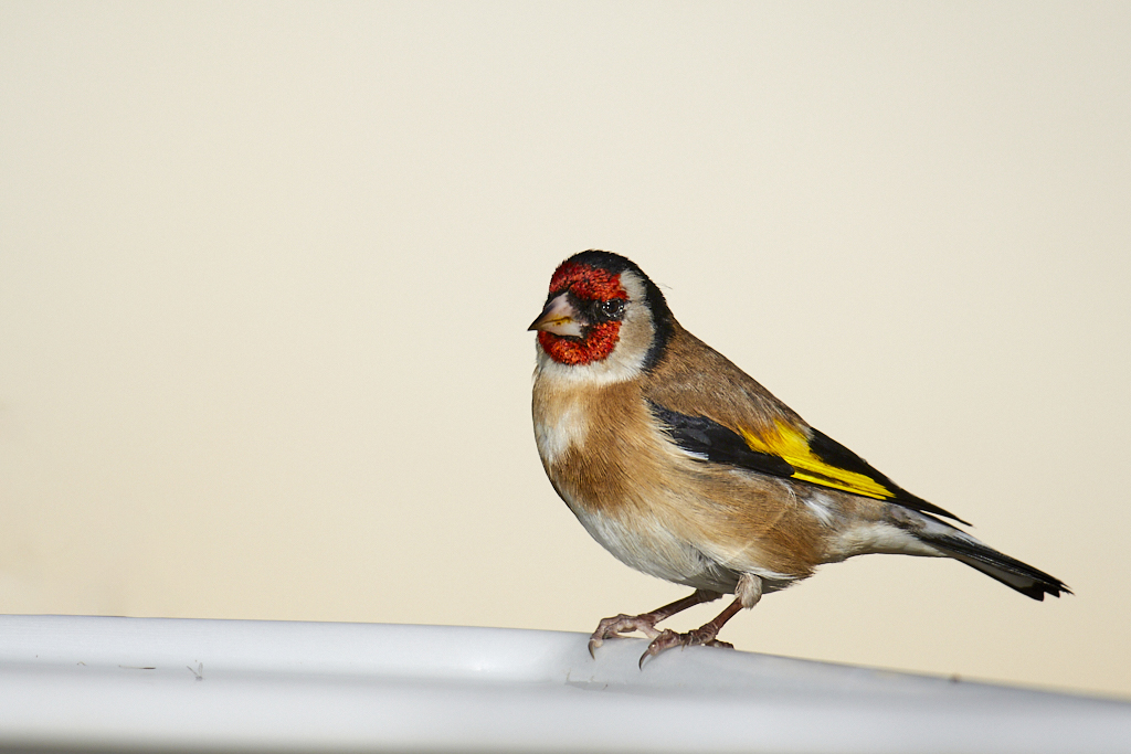 Carduelis carduelis - Jilguero