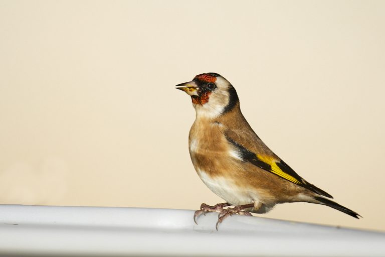 Carduelis carduelis - Jilguero