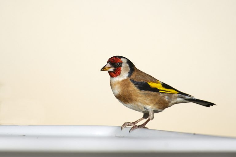 Carduelis carduelis - Jilguero