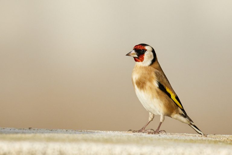 Carduelis carduelis - Jilguero