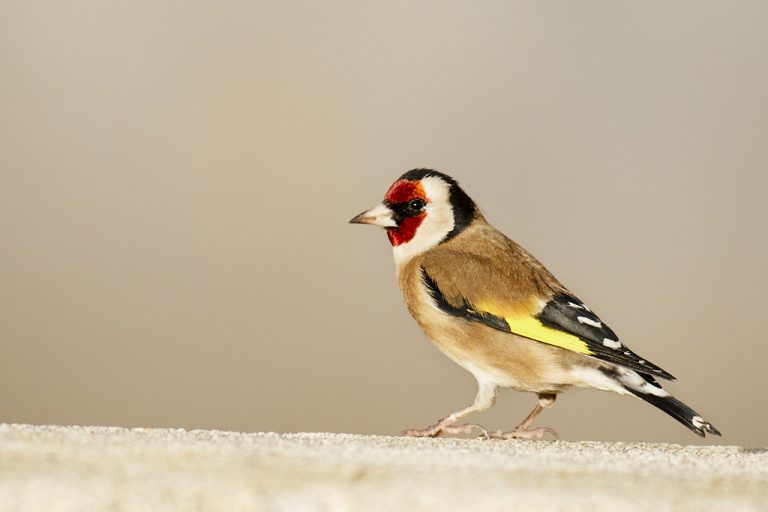 Carduelis carduelis - Jilguero