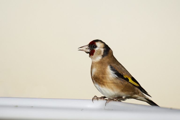 Carduelis carduelis - Jilguero