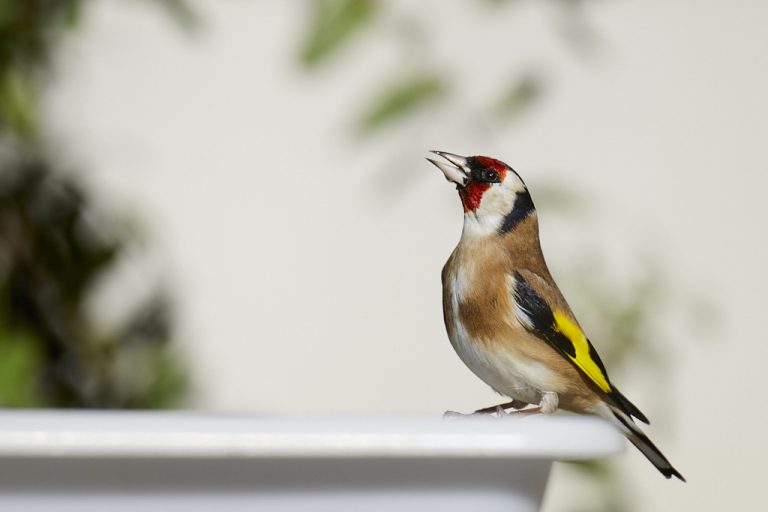 Carduelis carduelis - Jilguero