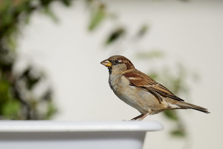 Passer domesticus - Gorrión común