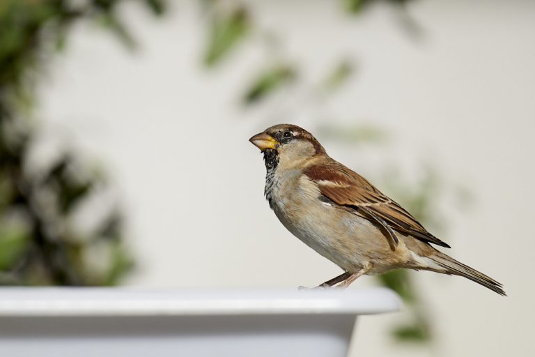 Passer domesticus - Gorrión común