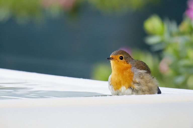 Erithacus rubecula - Petirrojo europeo